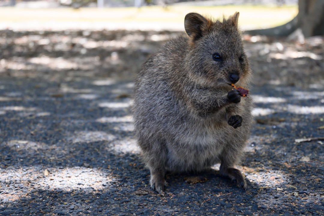 Rottnest: How To Take The Perfect Quokka Picture - Guide Your Travel