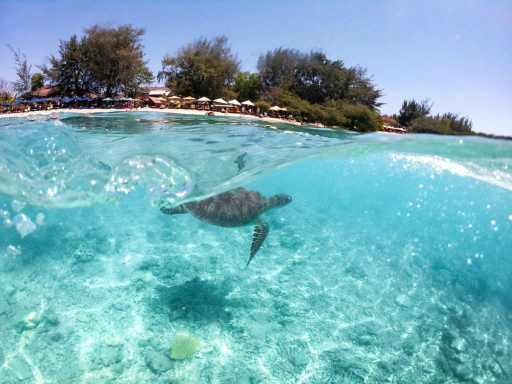 turtle at the beach between gili t and gili air trees in the background