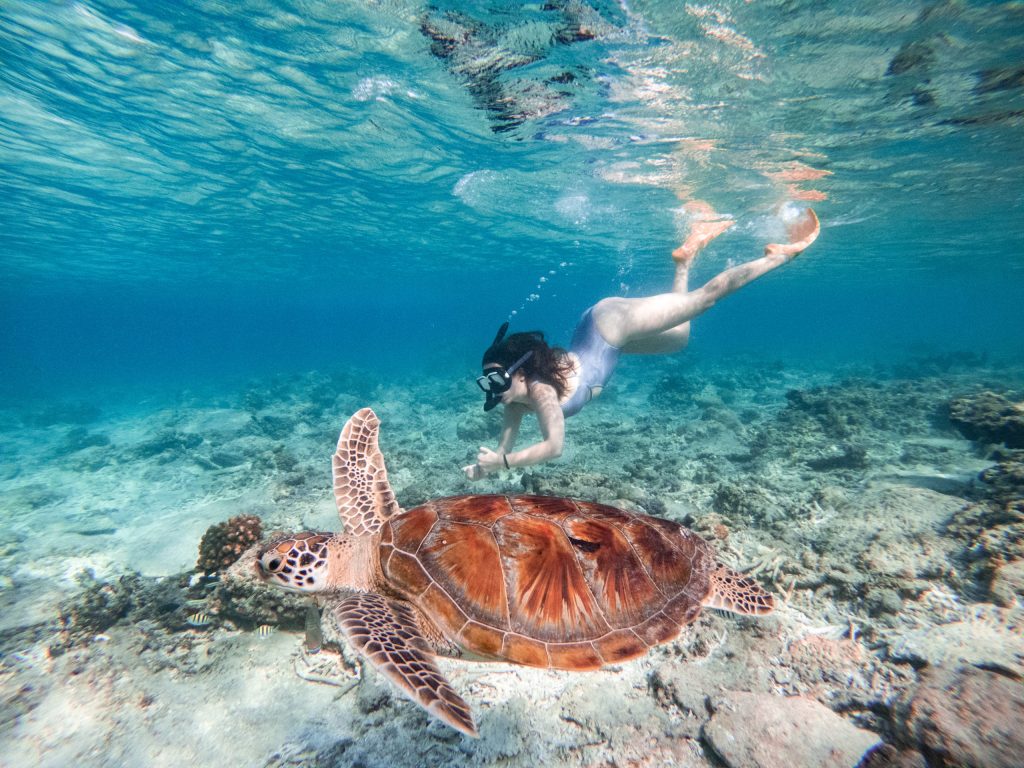 girl swimming with turtle underwater beetween Gili Air and Gili Meno in Indonesia