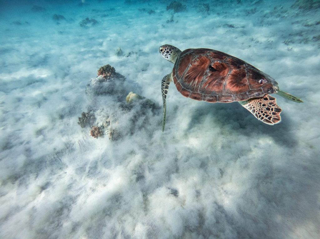 turtle underwater in gili t or gili air