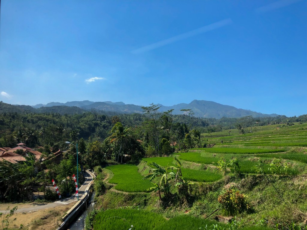 rice fields view green blue sky