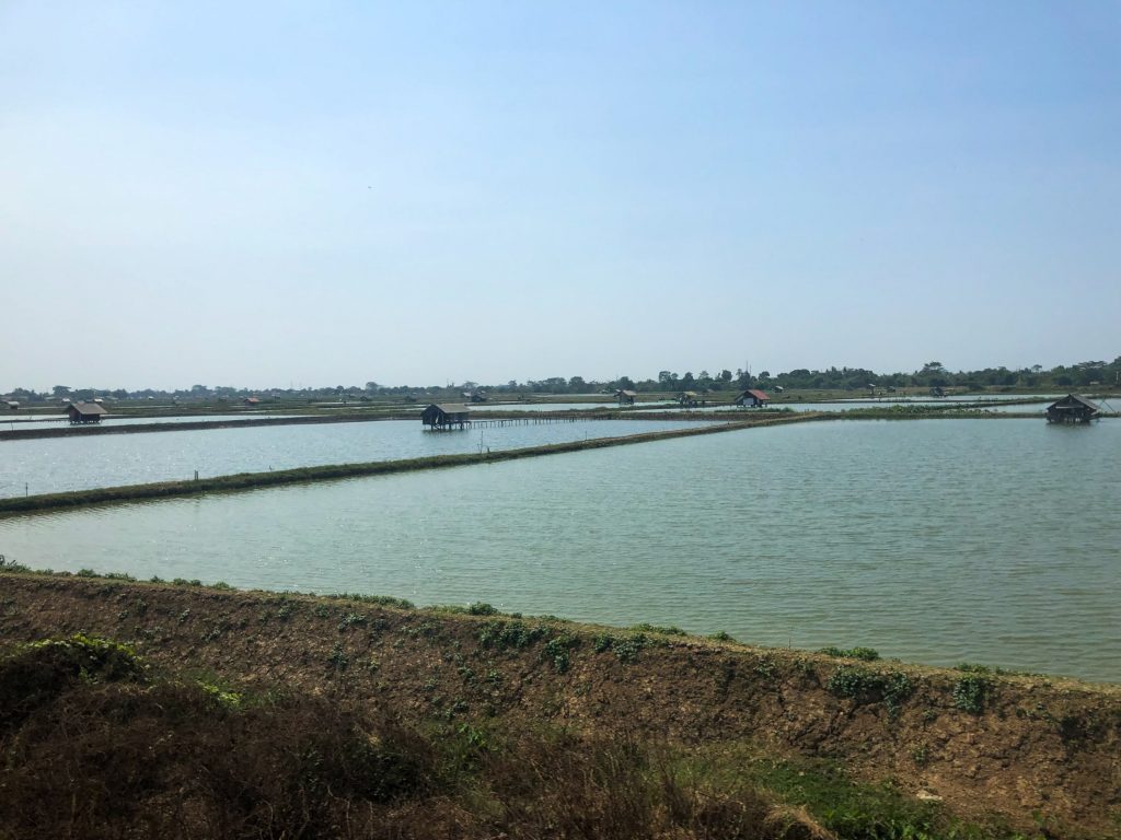 Rice field flooded view Java Indonesia