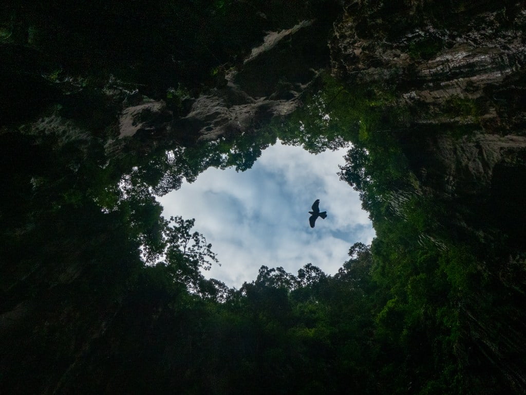 cave opening sky light bird jungle