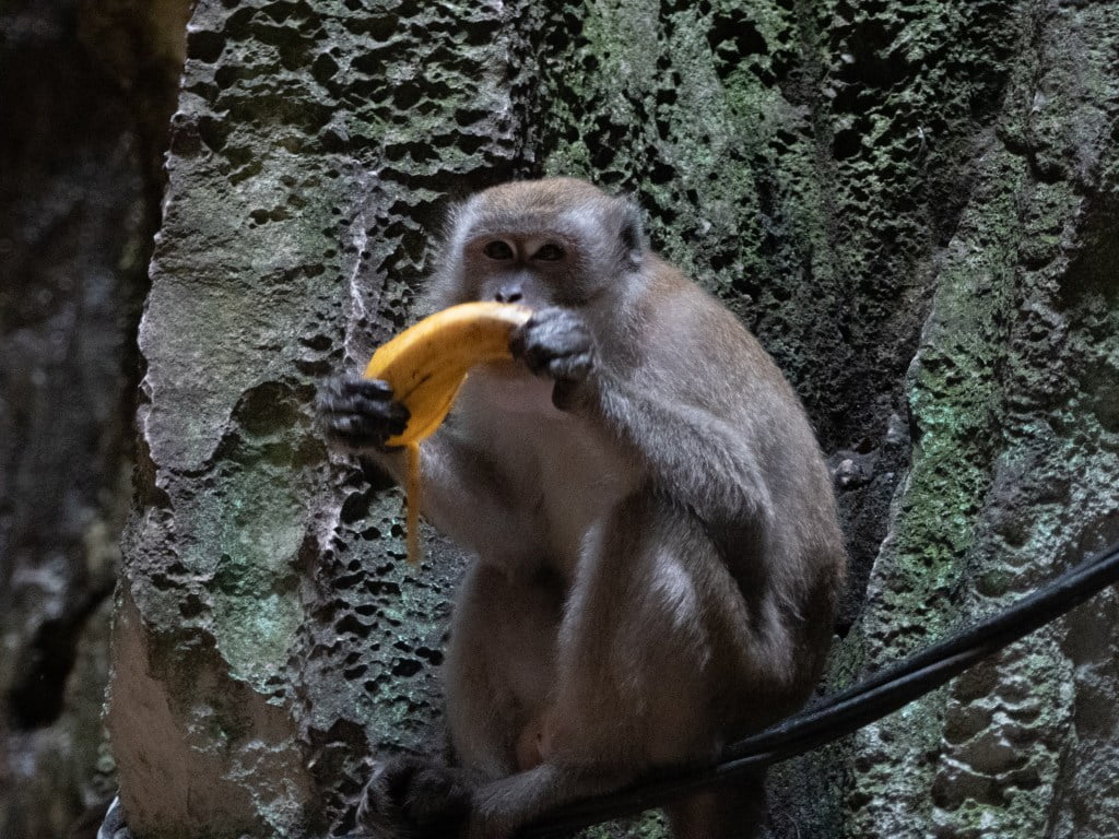 Monkeys Batu Caves banana Kuala Lumpur