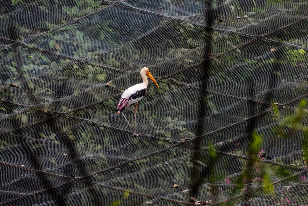 Kl bird park ethical kuala lumpur escaped bird stork net aviary