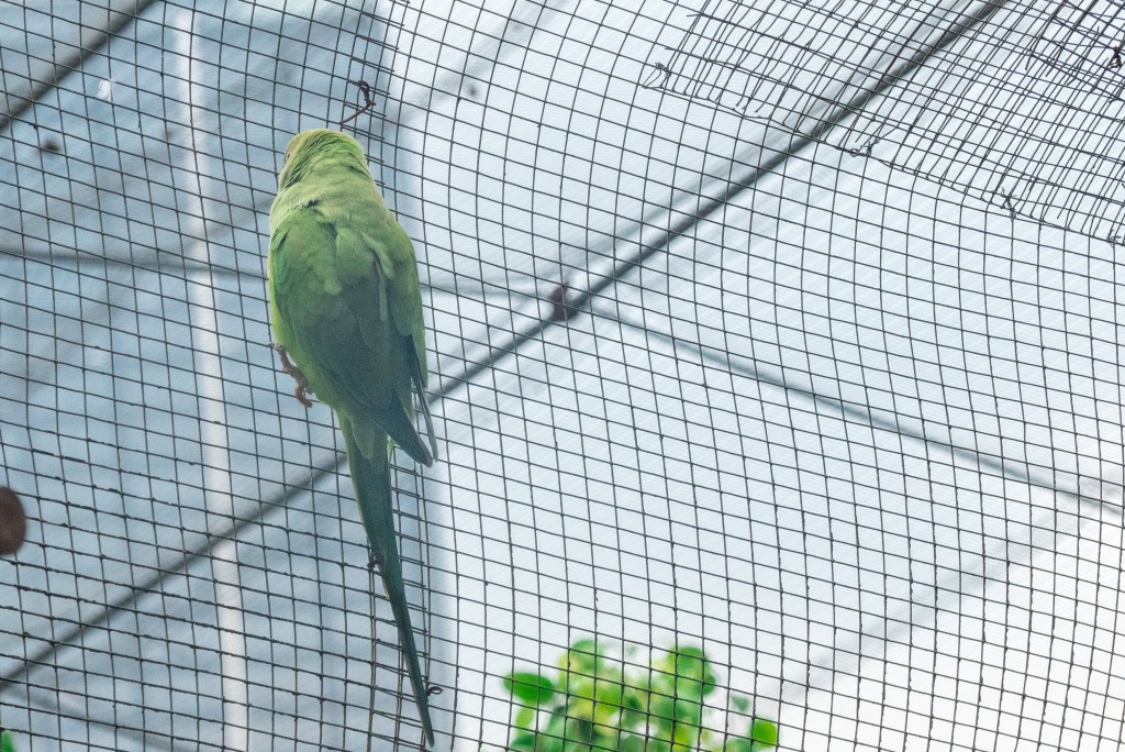 bird caged net aviary parrot 