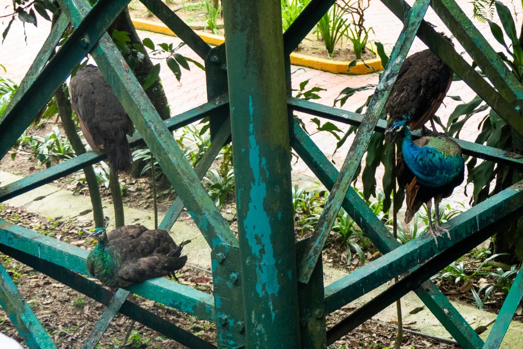 too many birds Kuala Lumpur bird park ethical controversy