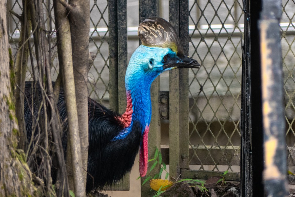 cassowary caged 