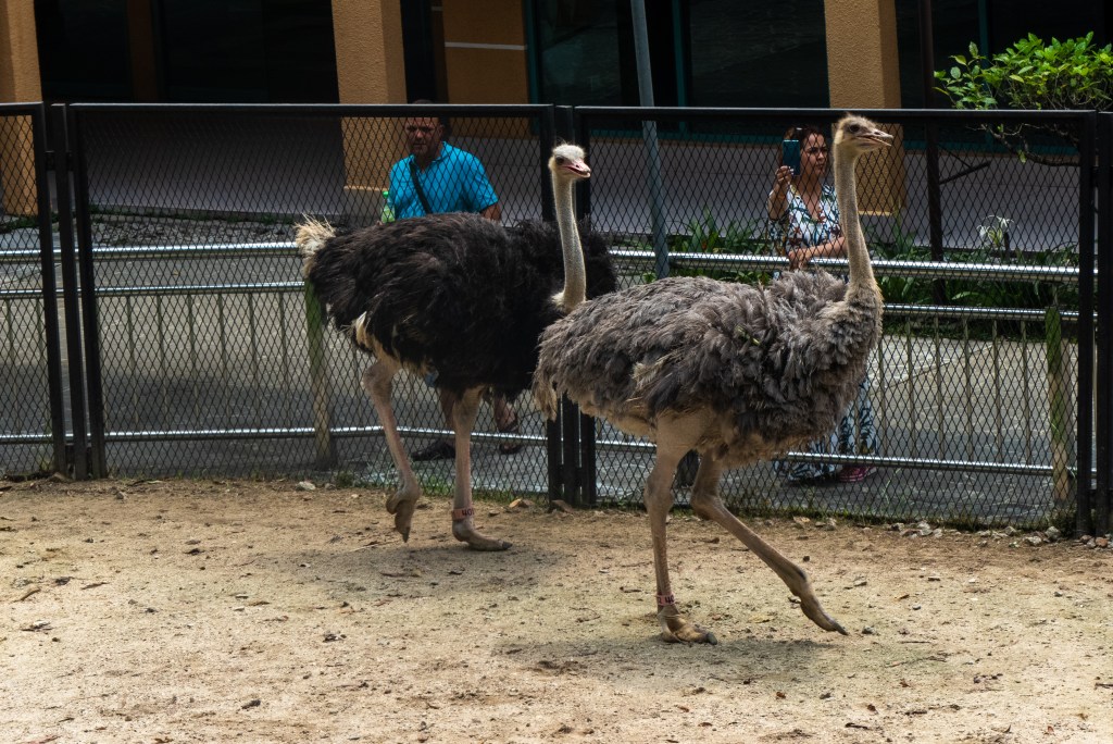 storks running caged small unethical enclosure