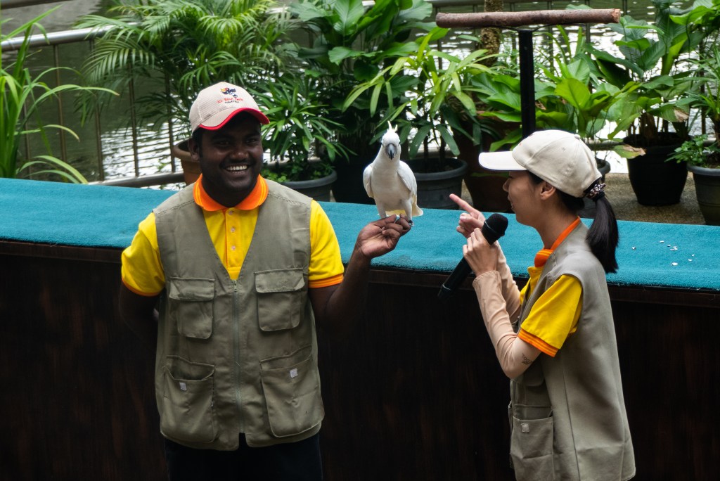 bird trainers show parots