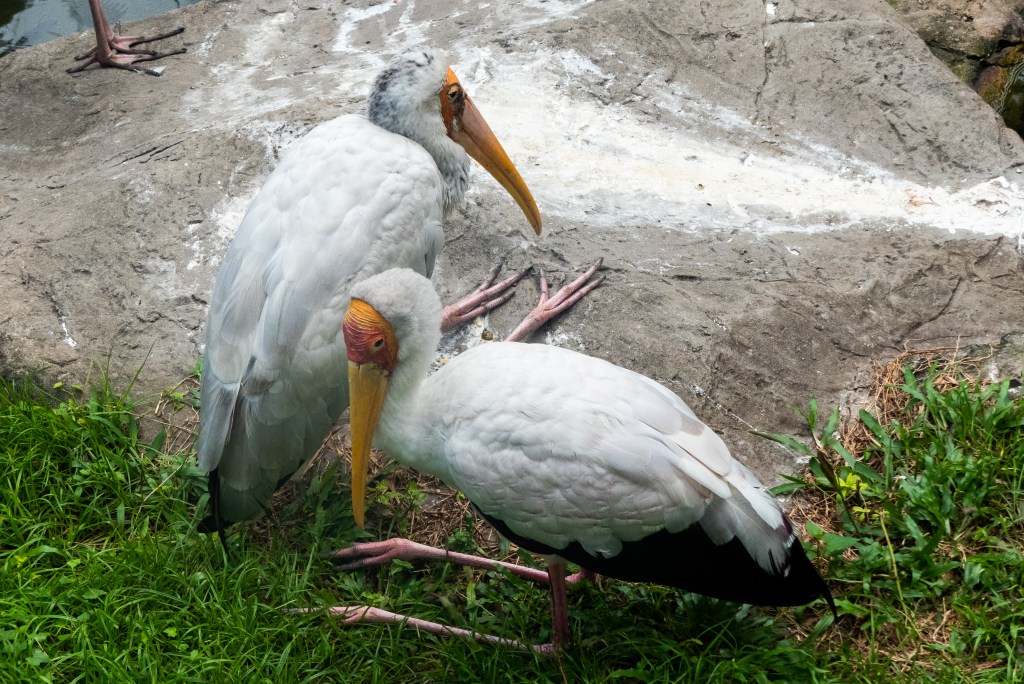 storks rocks sitting birds