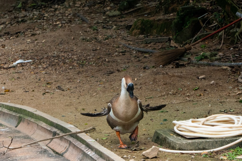 duck bird wings dirt pond