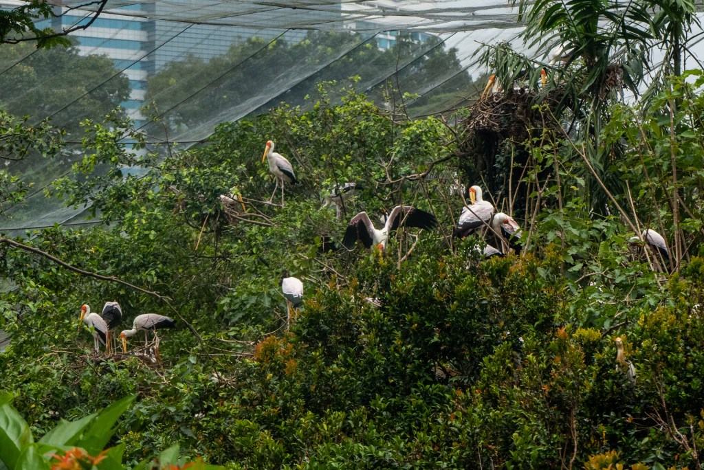 bird park aviary storks