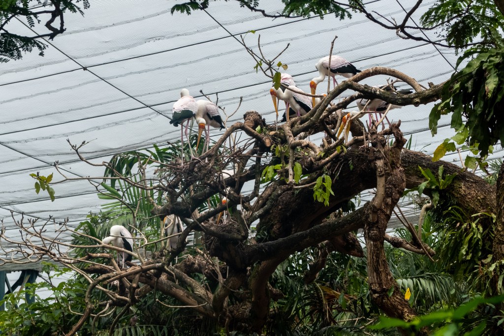 kl bird park kuala lumpur controversial animal cruelty cages aviary ethical