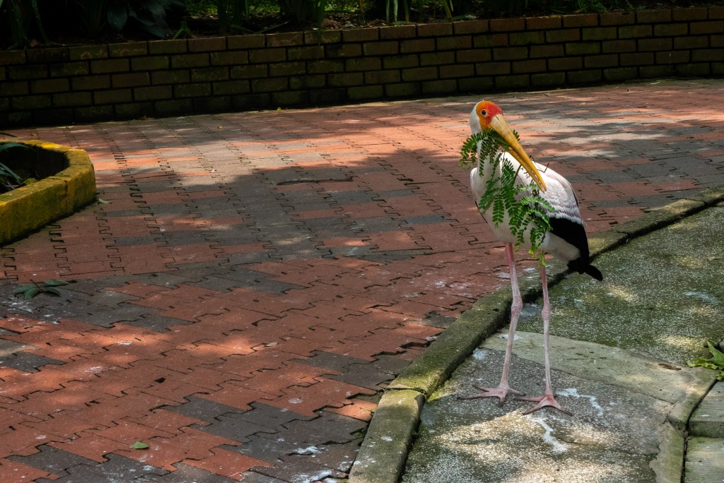 bird green twig leaves stork walkway