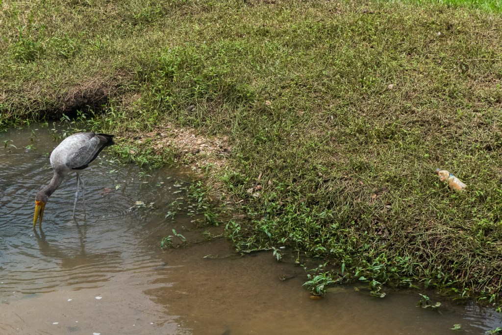 trash bird park kuala lumpur dirty plastic ethical controversiy animal cruelty