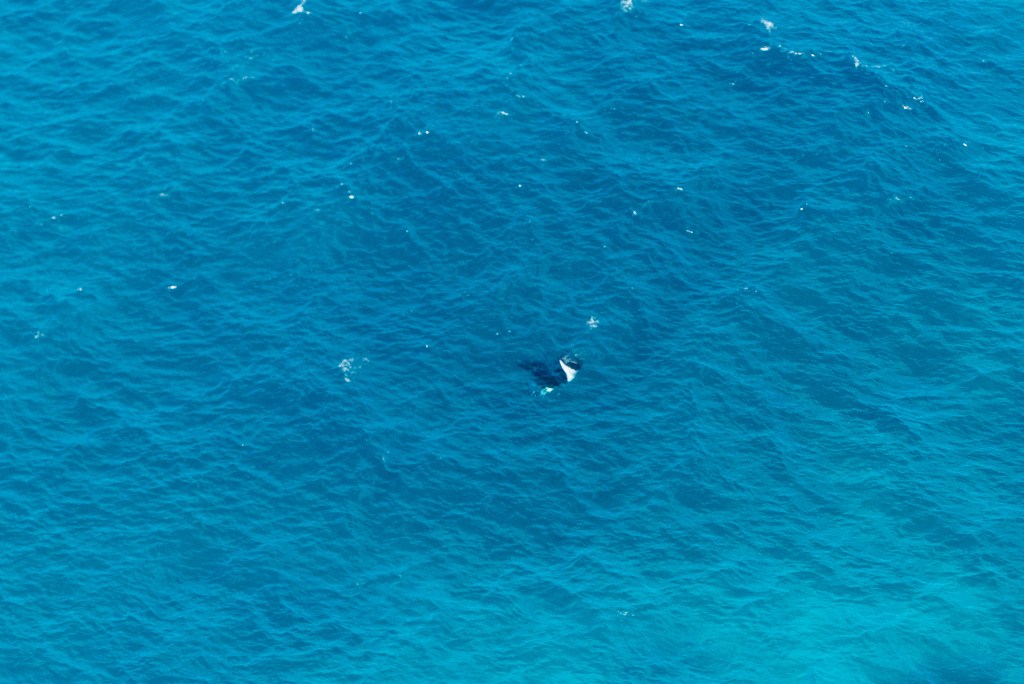 Manta Ray blue water Indonesia Kelingking Beach