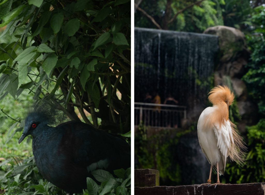 bird kuala lumpur green park