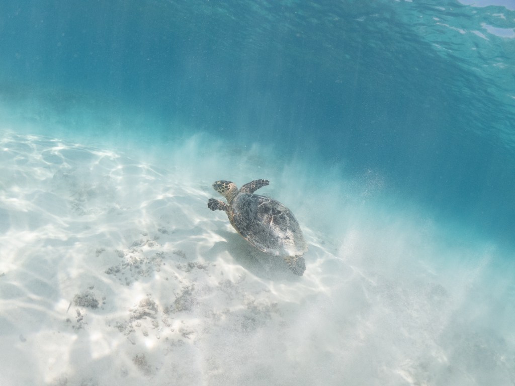 hawksbill turtle swimming underwater indonesia gili trawangan