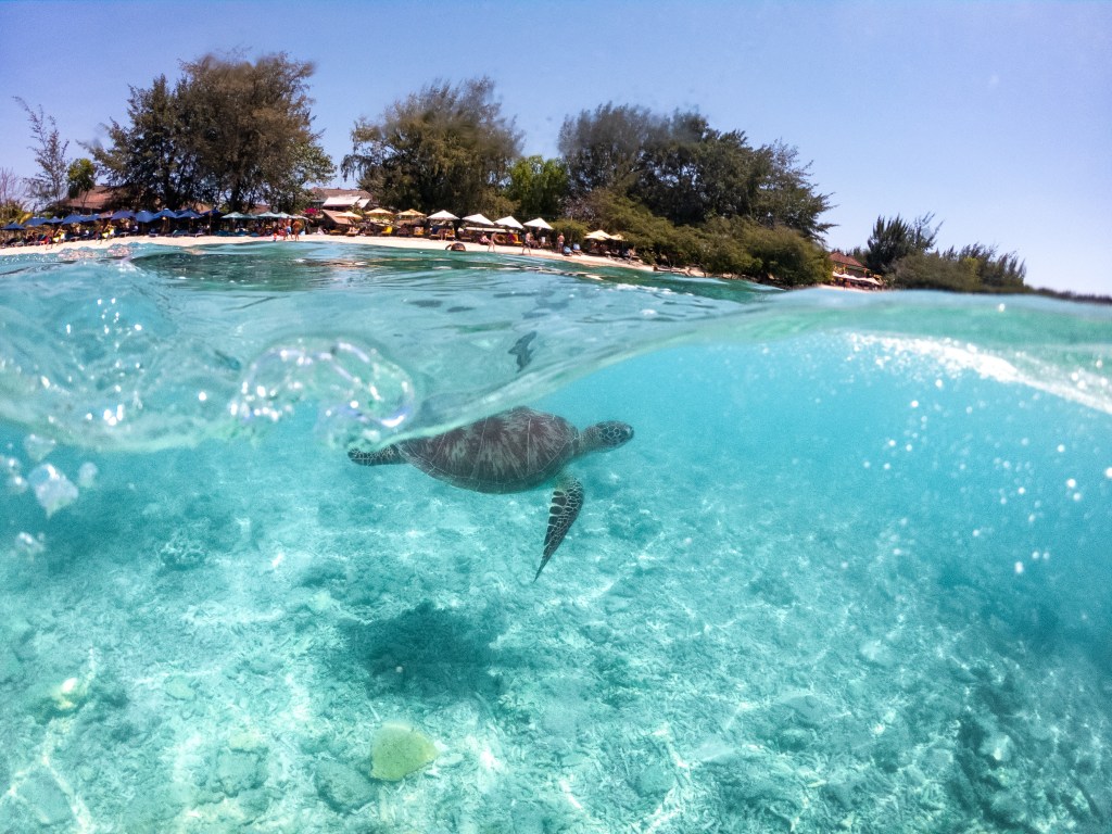 turtles gili t swimming by the beach tour