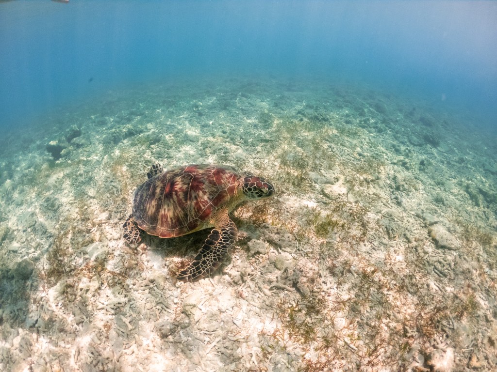 gili t shallow water turtle swimming snorkel sea grass