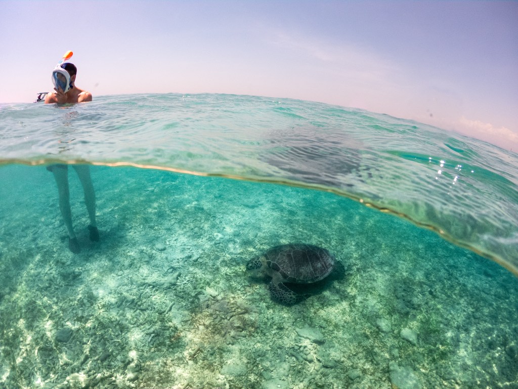 shallow water turtle at the beach gili t bali snorkel