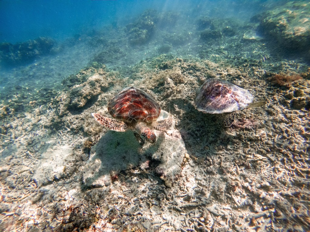 turtles underwater gili t swimming 