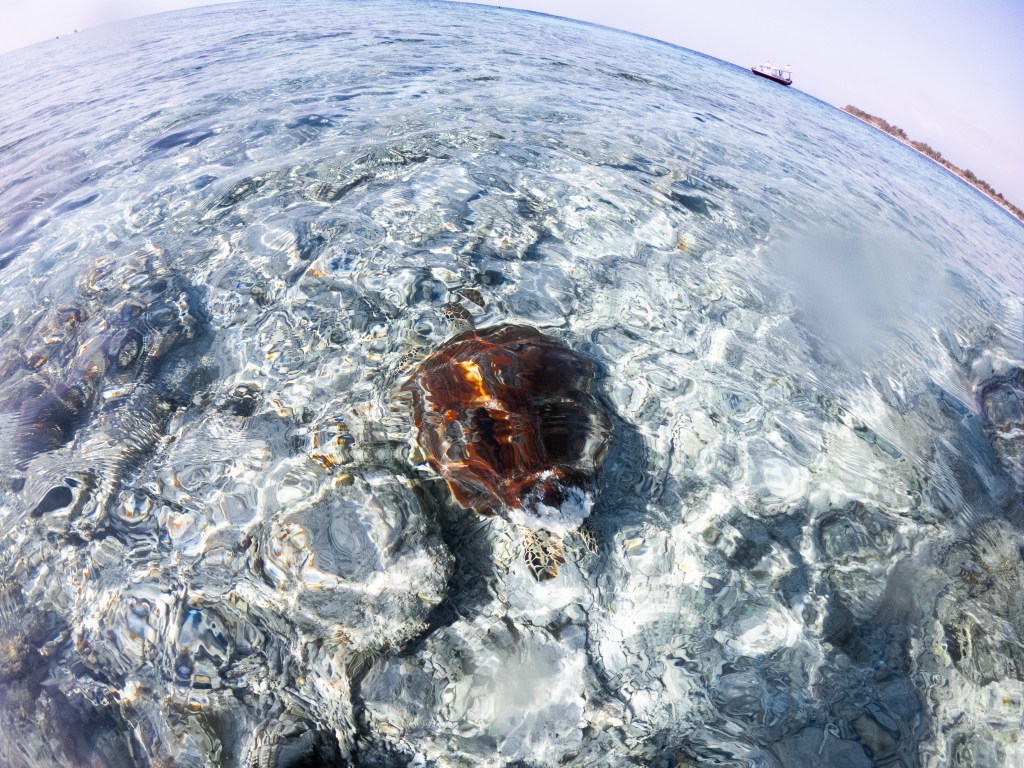 turtle underwater from above swimming shell