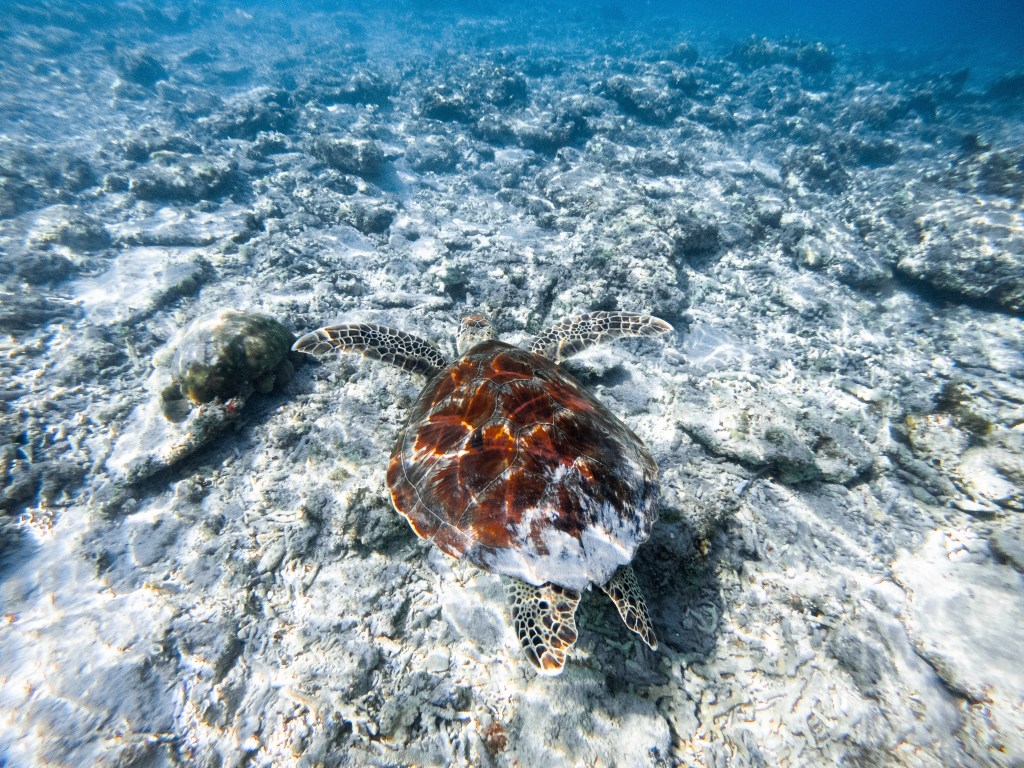 turtle shell underwater gili t indonesia coral swimming