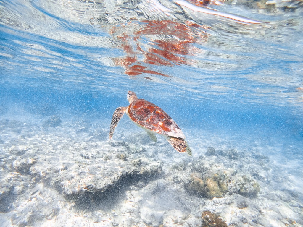 turtle water swimming surface coral blue indonesia