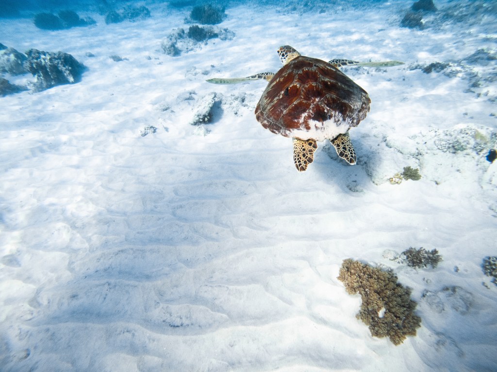 turtles gili trawangan swimming snorkelling beach sand