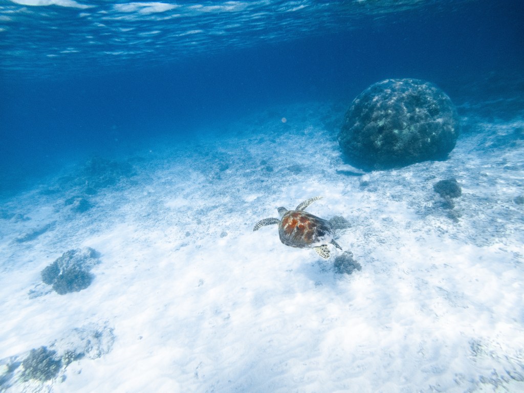 turtle water swimming coral sand 