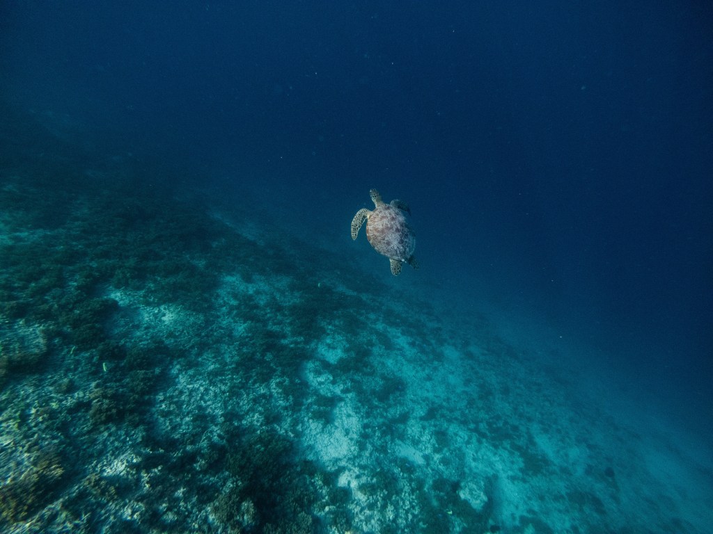 turtles gili t trawangan indonesia snorkelling