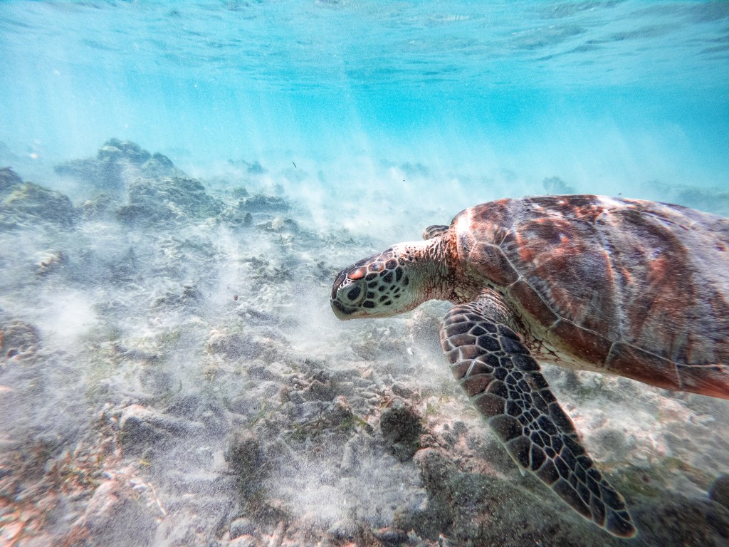 indonesia green sea turtles coral snorkel gili air trawangan