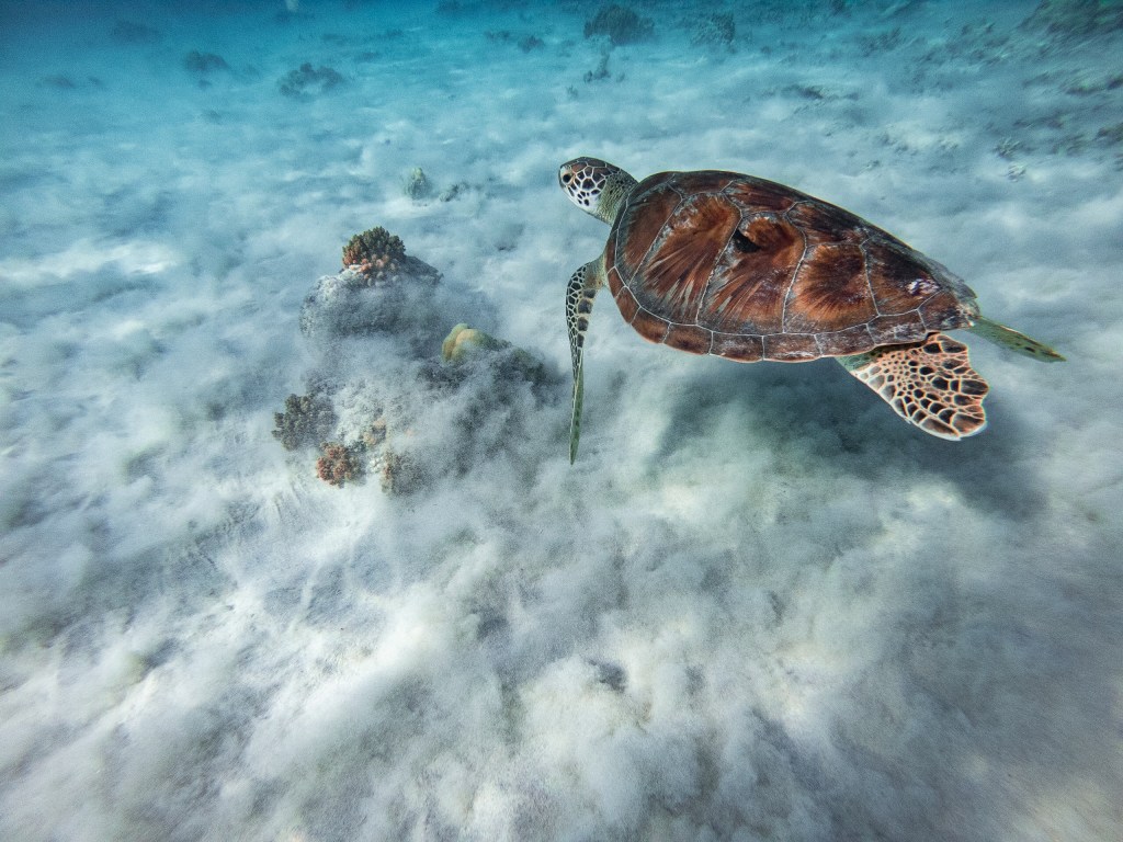 turtle swimming snorkelling indonesia