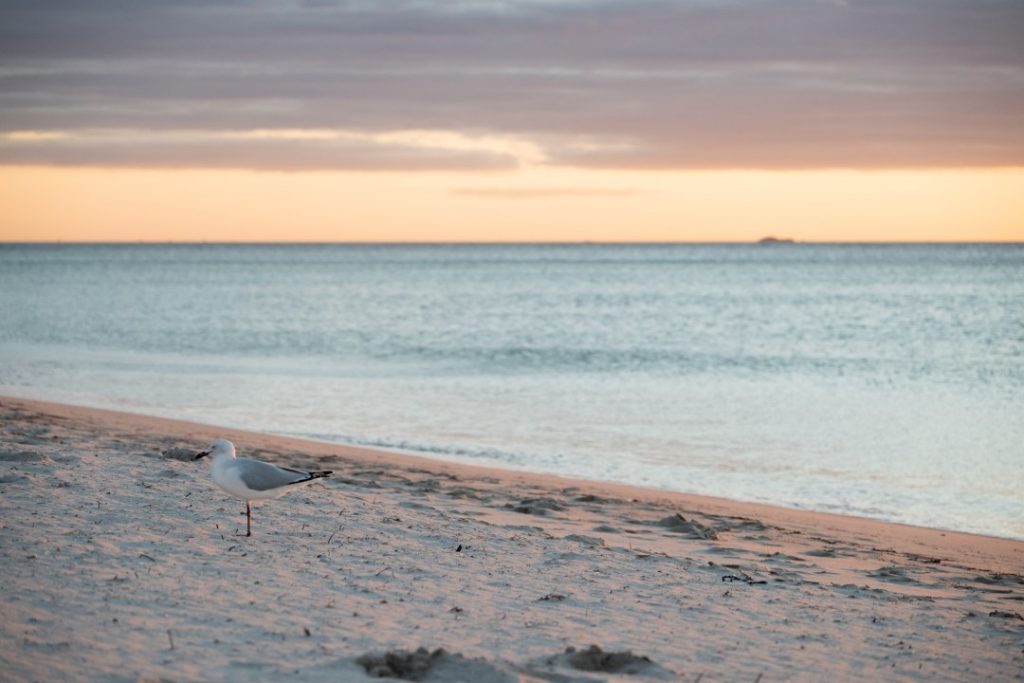 Leighton Beach seagull sunset water Perth