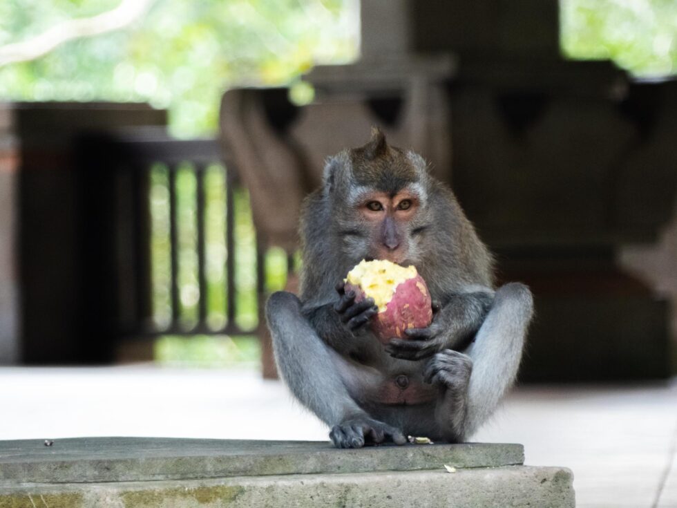 sacred Monkey forest in Ubud, bali. Monkey walking along a rope. Monkey sitting and eating sweet potato