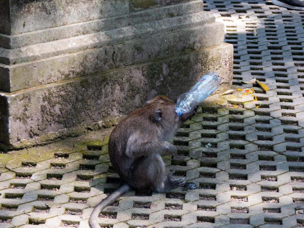 monkey drinking from water bottle