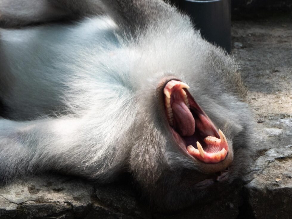 monkey lying on its back laughing showing teeth mouth open