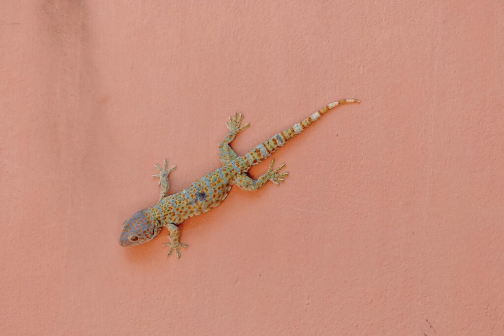 Gecko orange wall