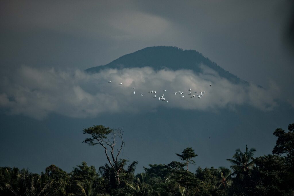 Bali vulcano birds jungle 