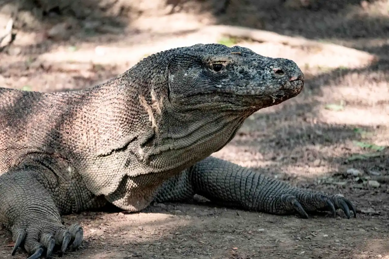 Komodo dragon Rinca island national park wildlife Labuan Bajo