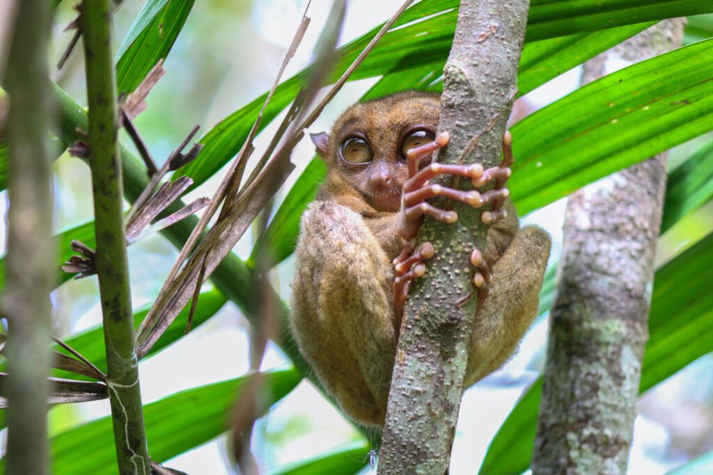 Tarsiers wildlife night expedition Central Sulawesi Tentena