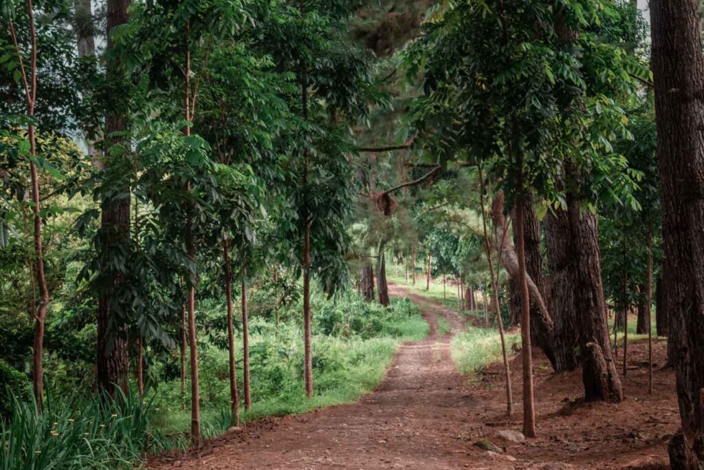 pine forest tentena central sulawesi travel