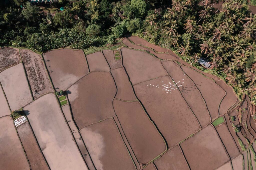 bali rice terrace ubud birds green brown rainy season wortst time to travel to bali