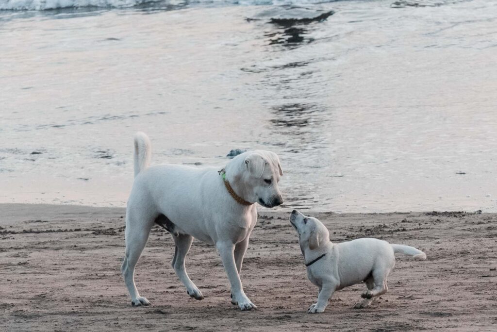 dogs beach playing puppy