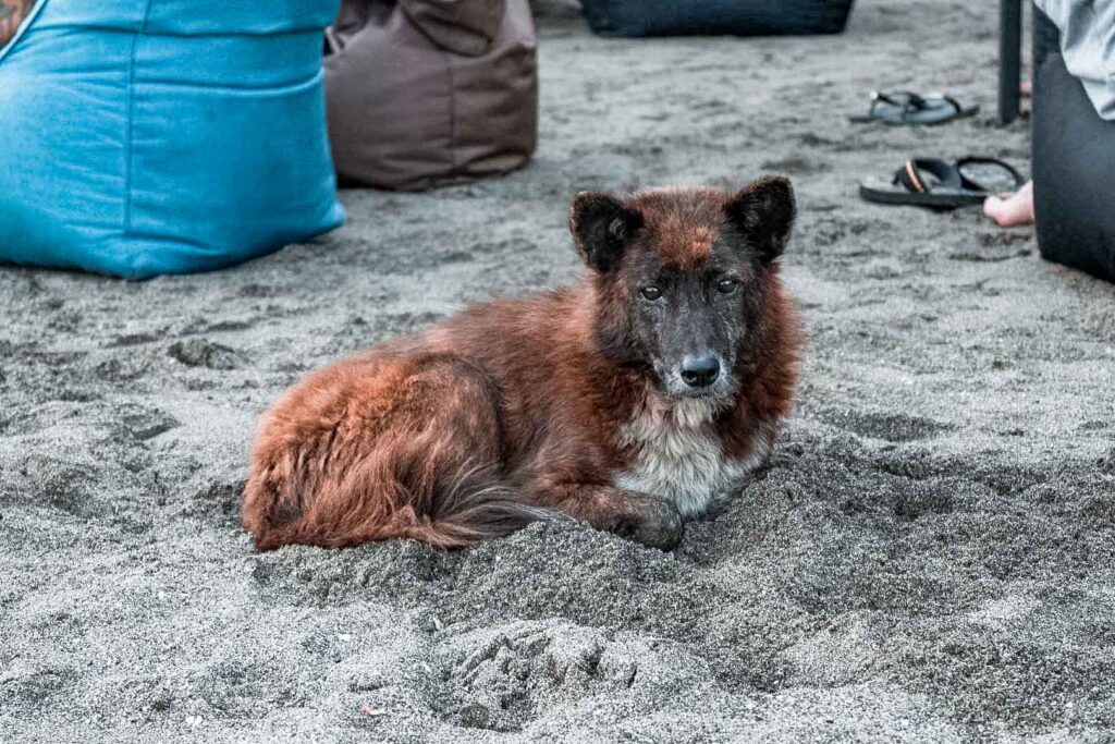 Bali dogs on the beach brown sleeping sand Canggu Seminyak