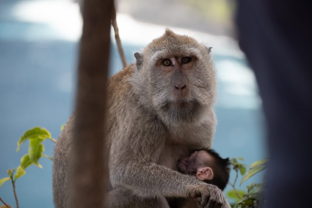 Monkey Indonesia Bali Nusa Penida Kelingking Beach mother and baby view