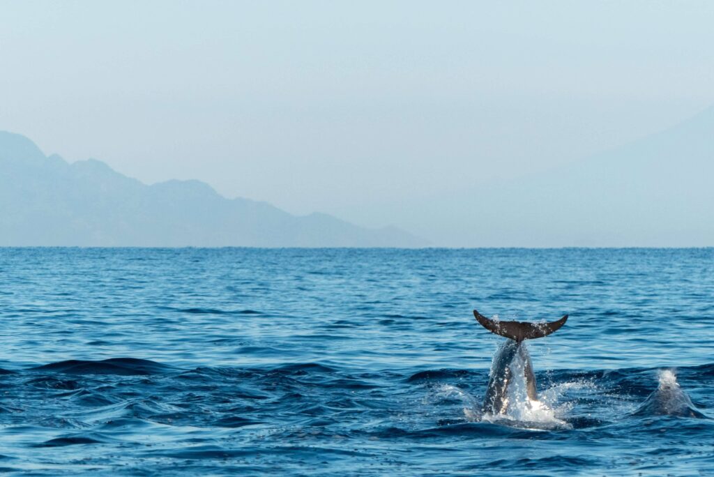 dolphin ocean lovina bali 