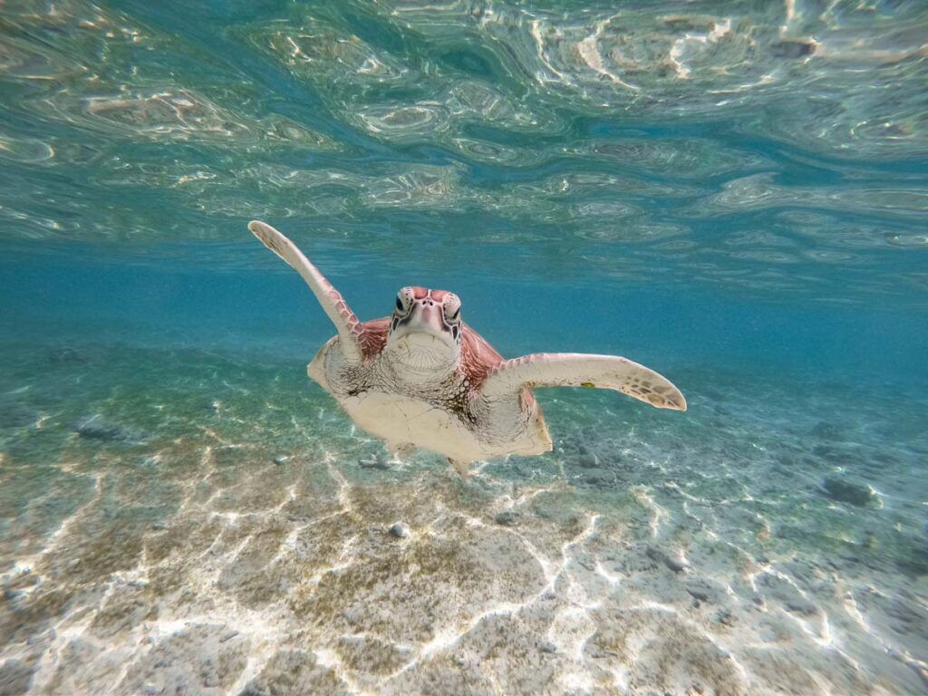 turtle bali gili t lombok indonesia swimming beach green sea